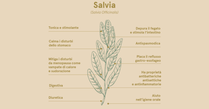 tisana alla salvia proprietà